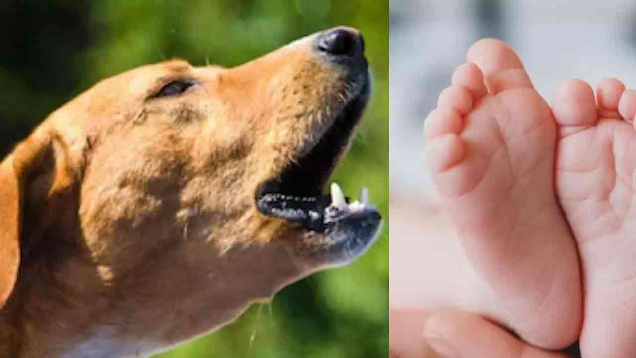 குழந்தையின் சடலத்தை கவ்விச் சென்ற நாய்