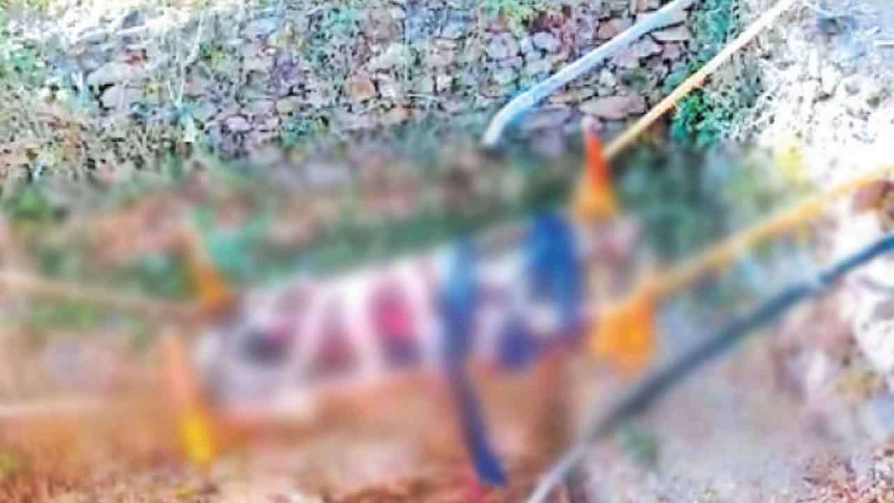 மூதாட்டிக்கு எமனான கோழி