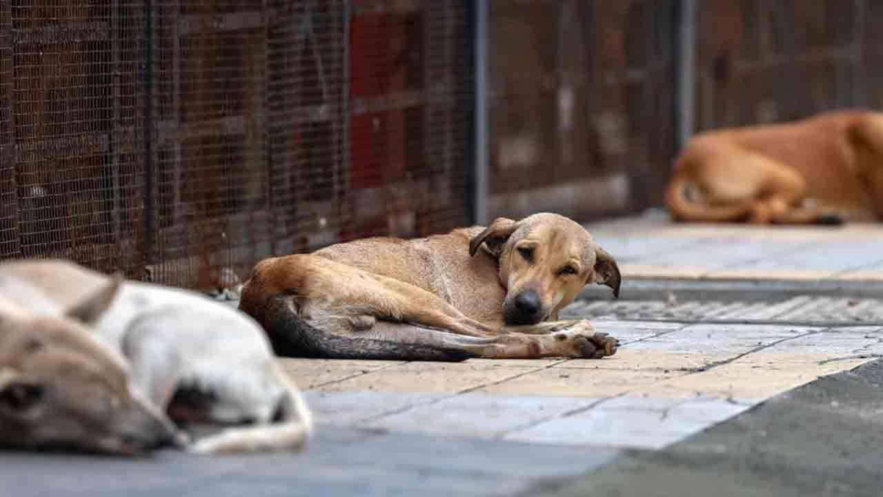 தெருநாயை கூட்டுப் பாலியல் வன்கொடுமை செய்த பயங்கரம்!