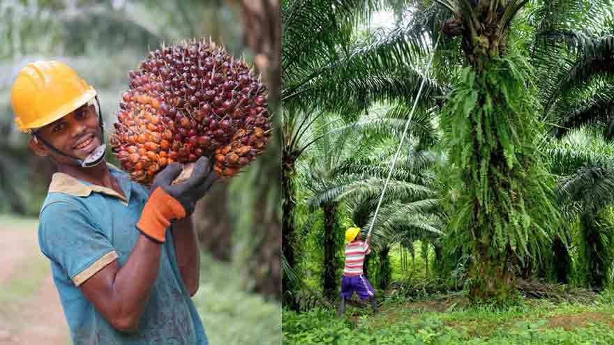 மௌனமாக மில்லியன் கணக்கில் இழப்பு: இலங்கை ஏன் உடனடியாக ஒயில் ஃபாம்தடையை நீக்க வேண்டும்