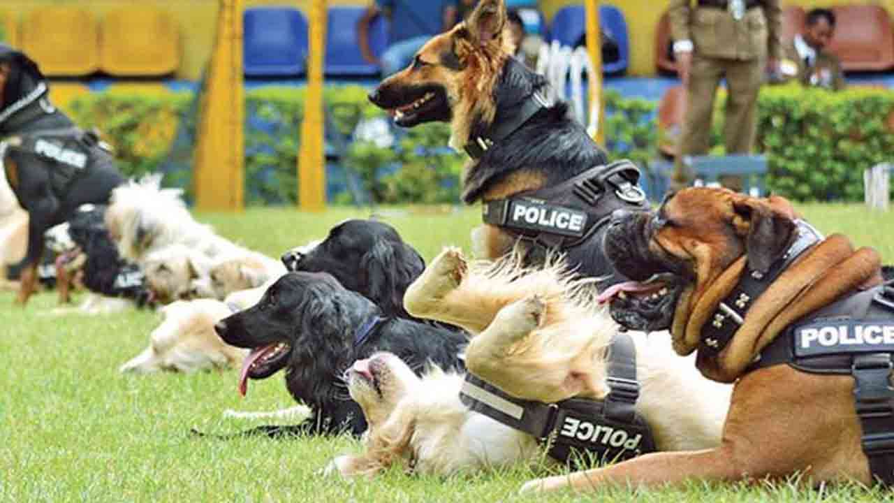 பாடசாலைகளில் போதைப்பொருள் சோதனை - பொலிஸ் நாய்களின் உதவி