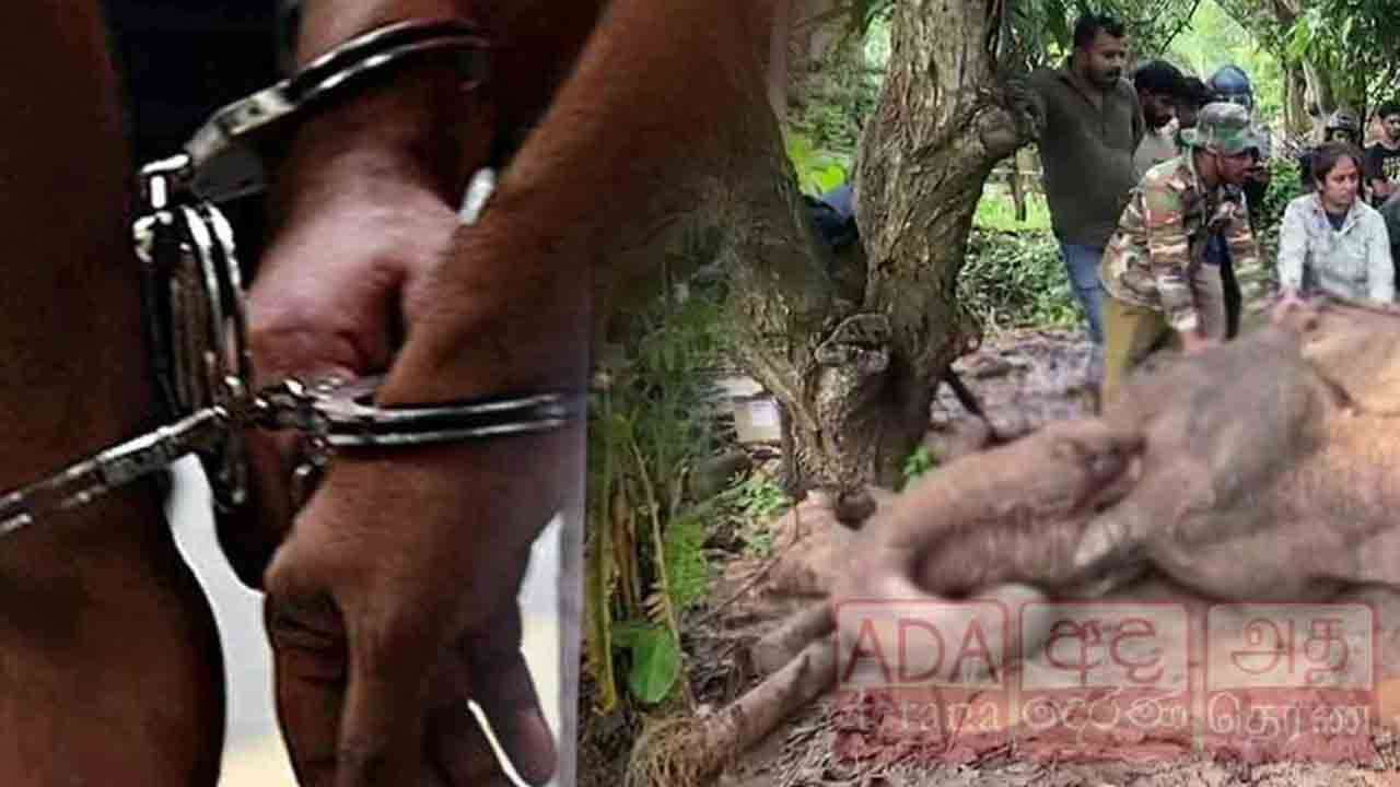 காட்டு யானை எரித்துக் கொலை - சந்தேகநபர்களுக்கு விளக்கமறியல்