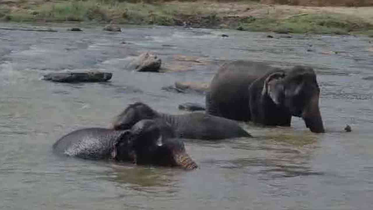 மீண்டும் மஹா ஓயாவில் குளிக்க செல்லும் பின்னவல யானைகள்