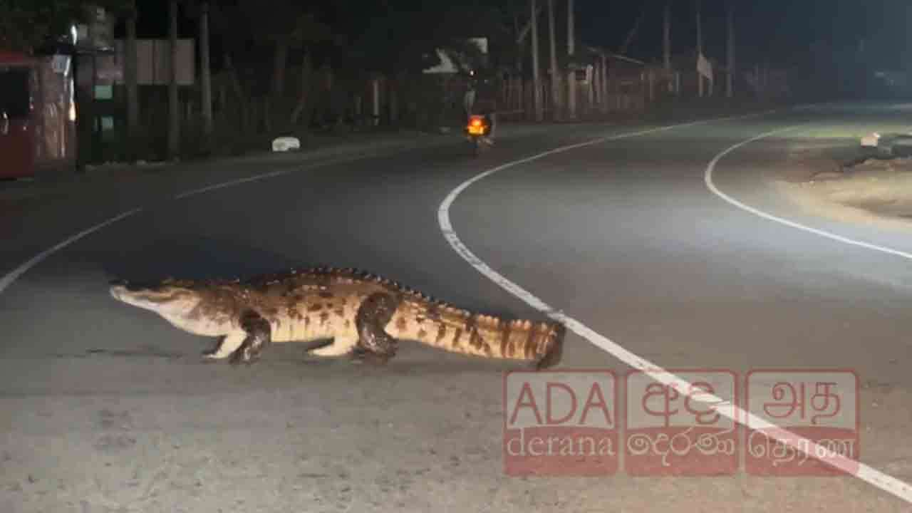 மக்களை அச்சுறுத்திவரும் இராட்சத முதலை!