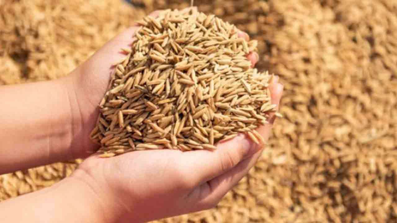 நெல் விலையை அதிகரிக்க நடவடிக்கை