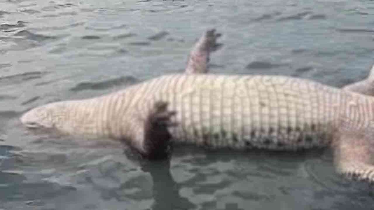 காத்தான்குடி வாவியில் கரை ஒதுங்கிய இராட்சத முதலை!