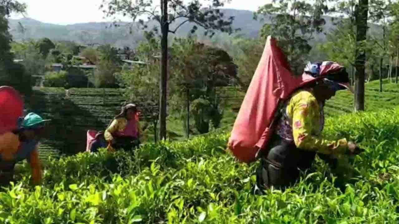 ஜனாதிபதிக்கு நன்றி தெரிவிக்கும் தொழிலாளர்கள்