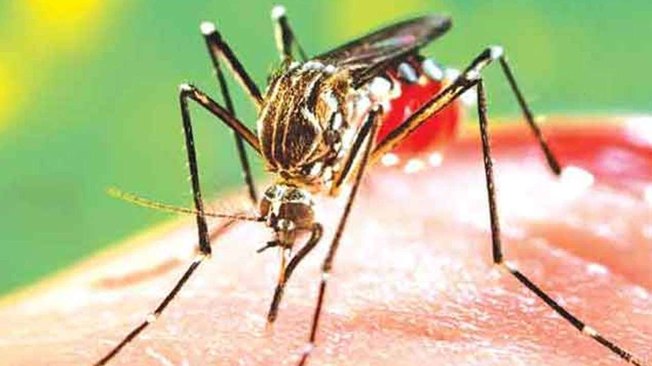 டெங்கு நோயாளர்களின் எண்ணிக்கை 92,254 ஆக அதிகரிப்பு