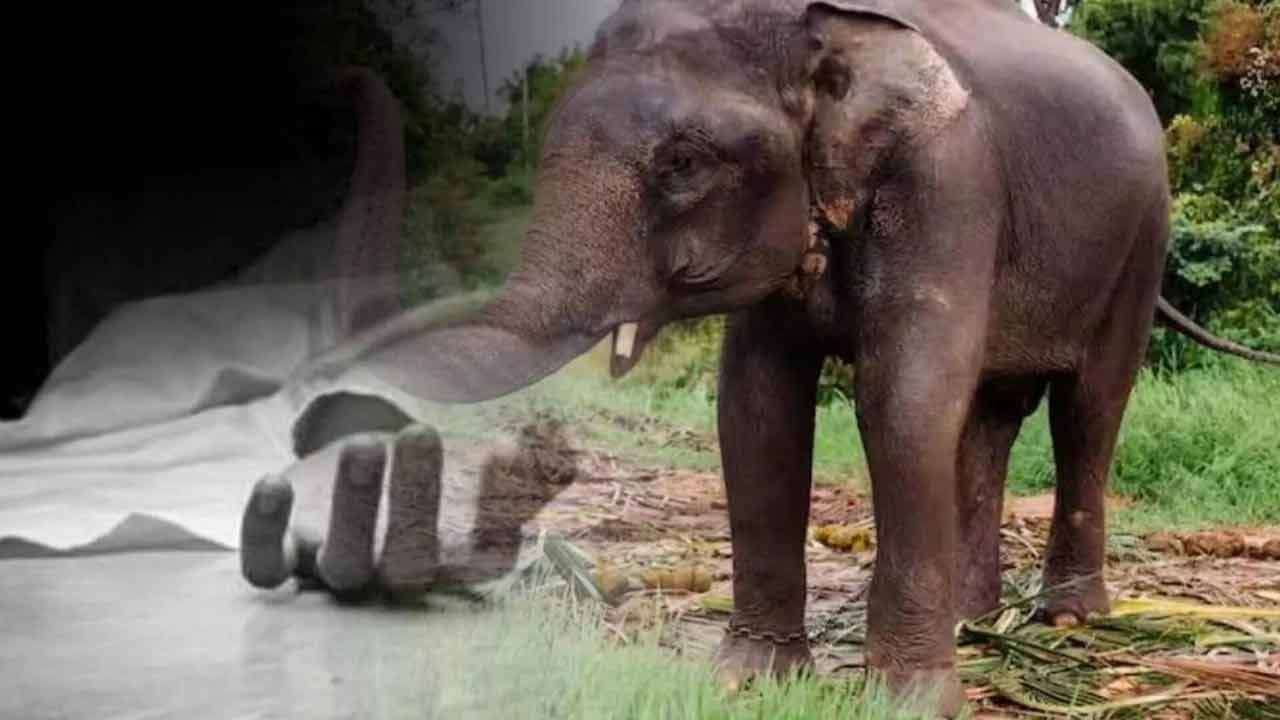 காட்டு யானை தாக்கியதில் இளைஞன்பலி!