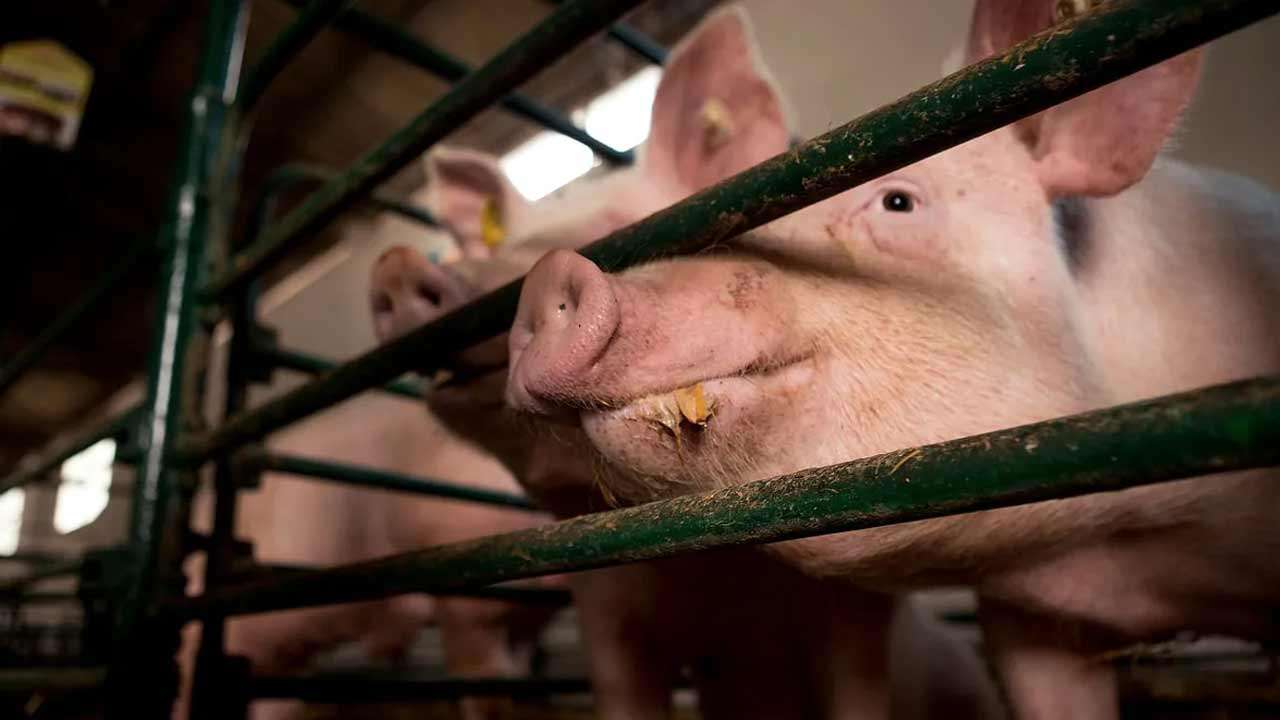பன்றிக்காய்ச்சல் பரவியமை தொடர்பில் குற்றச்சாட்டு!