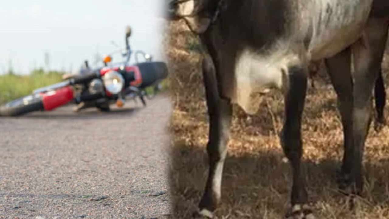 மாடு மீது மோதி விபத்து - ஒருவர் பலி
