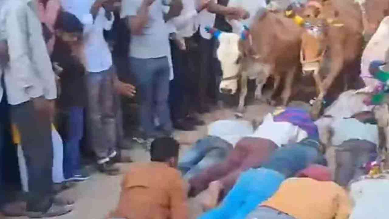 பக்தர்கள் மீது பசுமாடுகளை ஓடவிட்டு நேர்த்திக்கடன்!