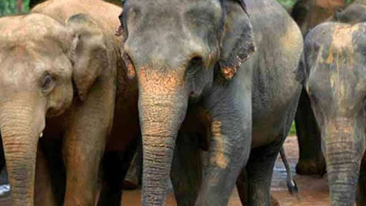 யானைகள் தொடர்பான வழக்கில் இடைக்கால உத்தரவு