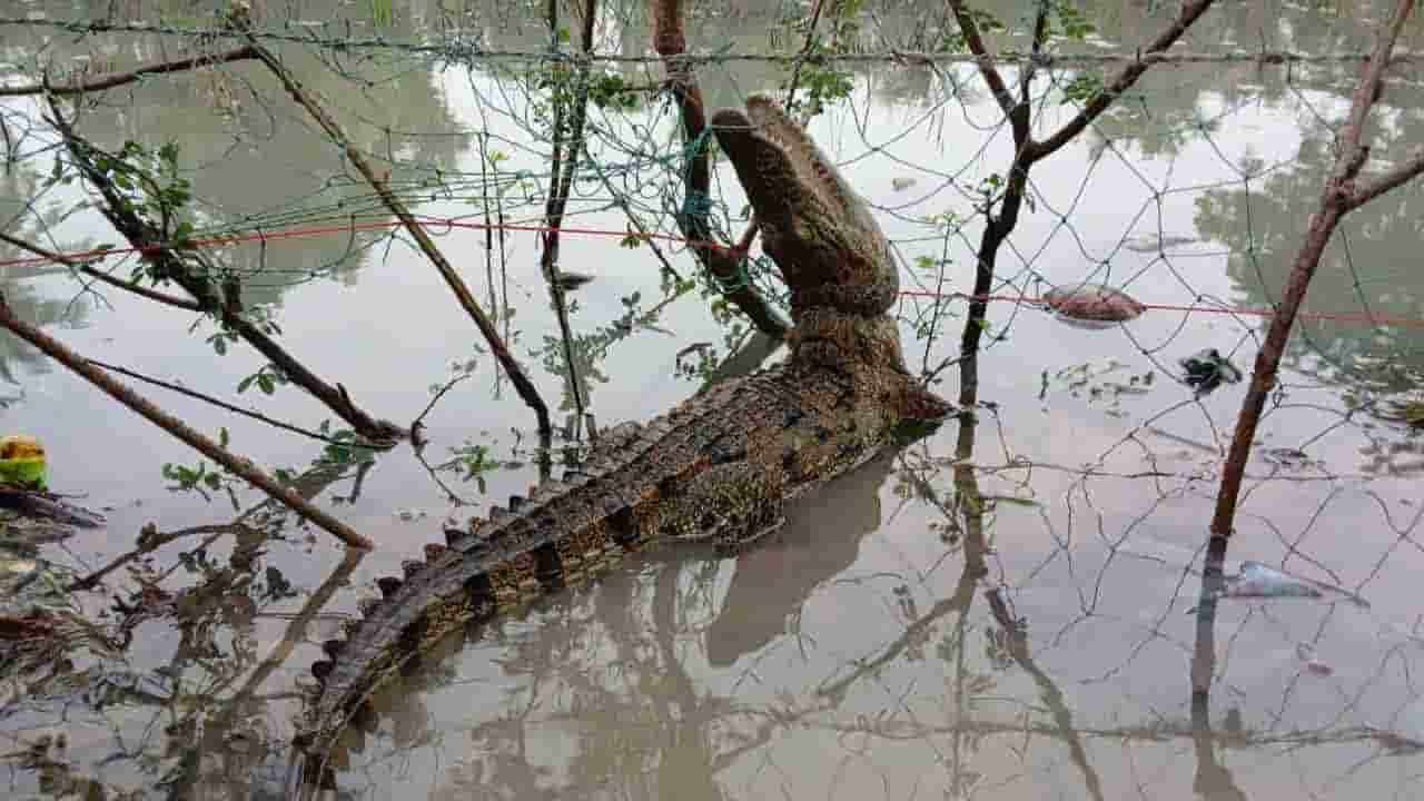 மக்கள் குடியிருப்பில் உள் நுழைந்த முதலை!