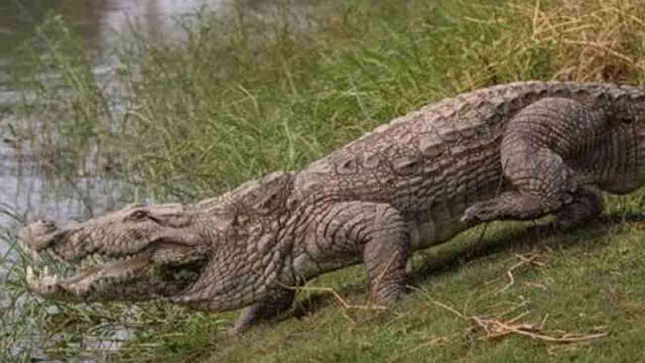 மேய்ச்சலுக்கு சென்று முதலையிடம் சிக்கிய நபர்!