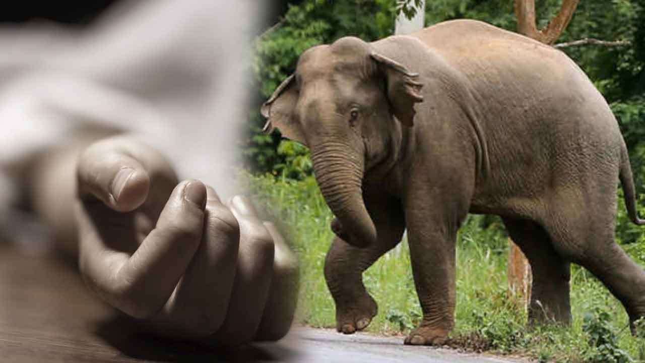 காட்டு யானை தாக்குதலில் பெண் ஒருவர் பலி