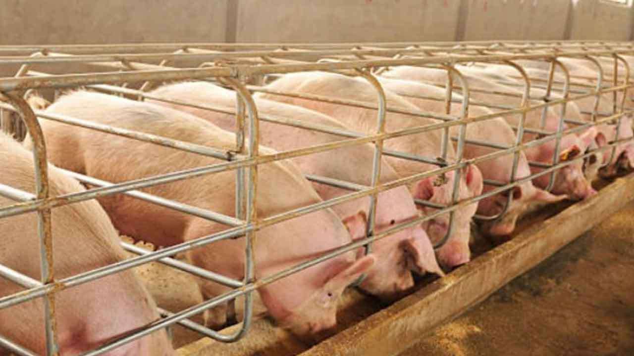 பன்றி வளர்ப்புத் தொழில் முற்றாக அழியும் அபாயம்