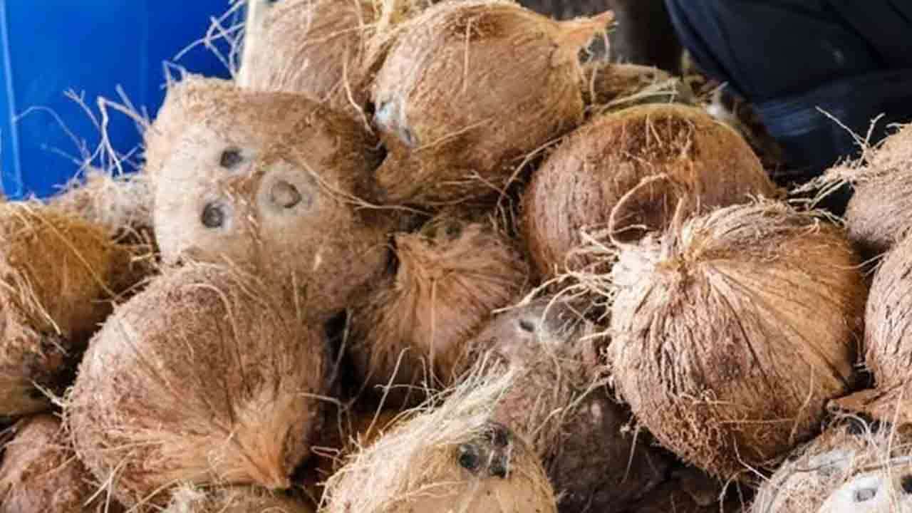 தேங்காய் விலை பெருமளவு அதிகரிப்பு