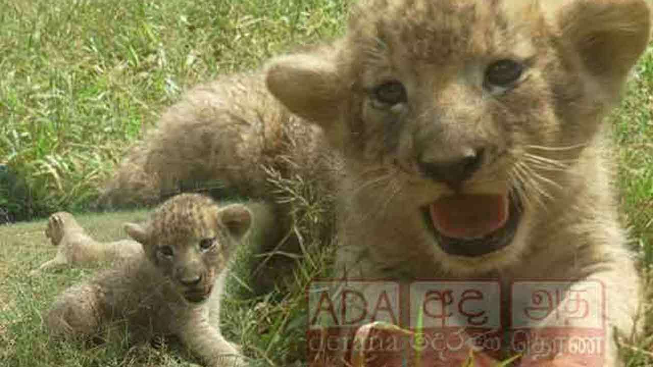 6 சிங்கக்குட்டிகளை ஈன்ற லாரா ​​மற்றும் டோரா!