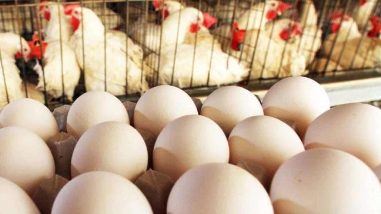 முட்டை மற்றும் கோழி இறைச்சிகளை தட்டுப்பாடின்றி வழங்க நடவடிக்கை