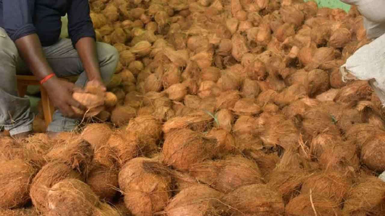 தேங்காய் விலை அதிகரிப்புக்கு காரணம் என்ன?
