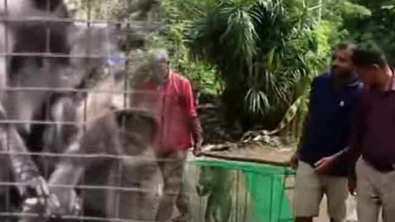 குரங்குகளுக்கு கருத்தடை செய்யும் திட்டம் ஆரம்பம்!