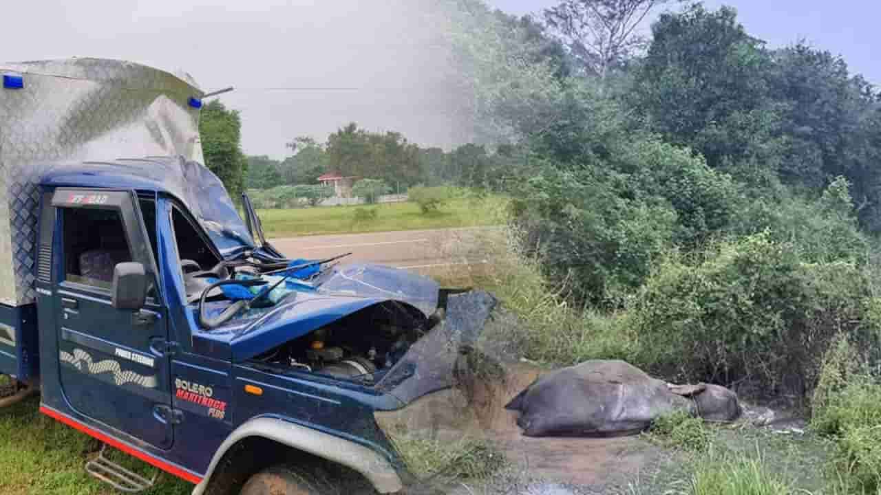 விபத்தில் படுகாயமடைந்த யானை