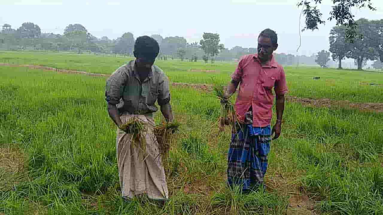 நெற்செய்கையை அழித்துவரும் யானைகள்!