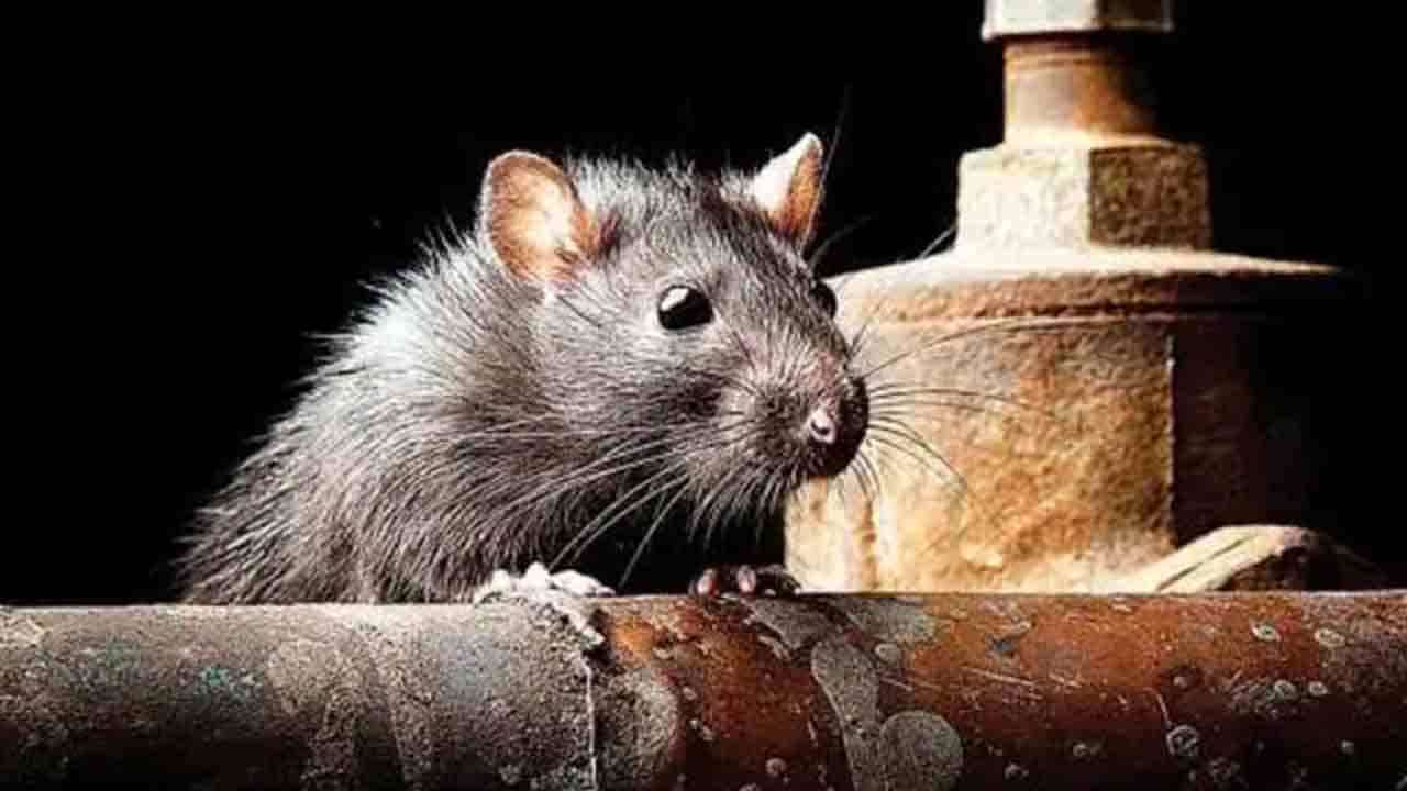 எலிக்காய்ச்சல் - பாதிக்கப்பட்டோர் எண்ணிக்கை அதிகரிப்பு