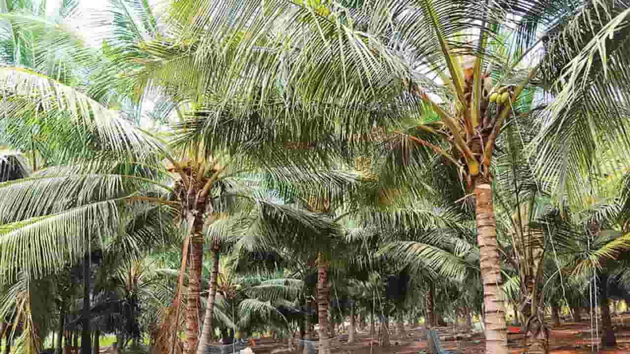 தென்னை விவசாயிகளுக்கு உர நிவாரணம்