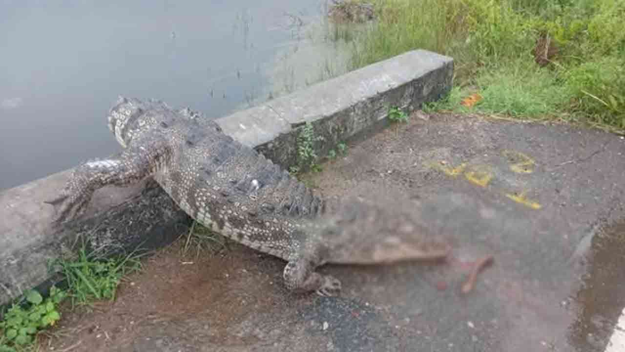 செம்மணி பகுதியில் உயிரிழந்த முதலை மீட்பு