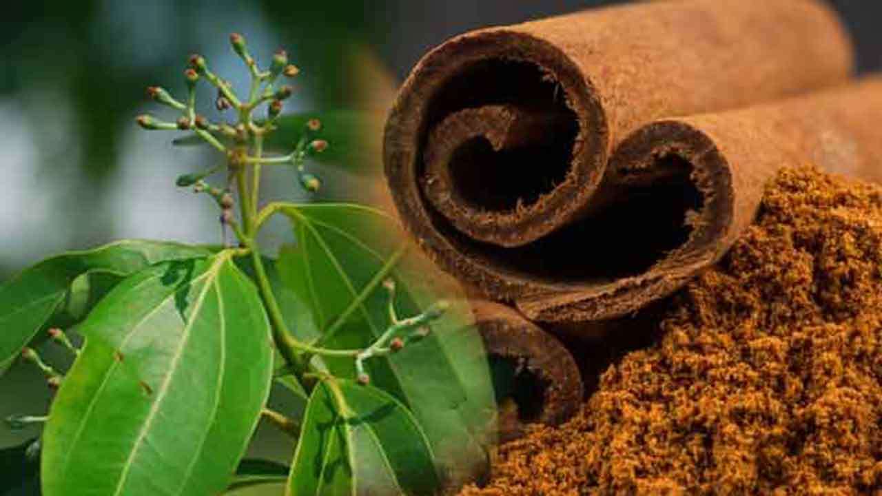 கறுவா உற்பத்தியால் இலங்கைக்கு நல்ல காலம்