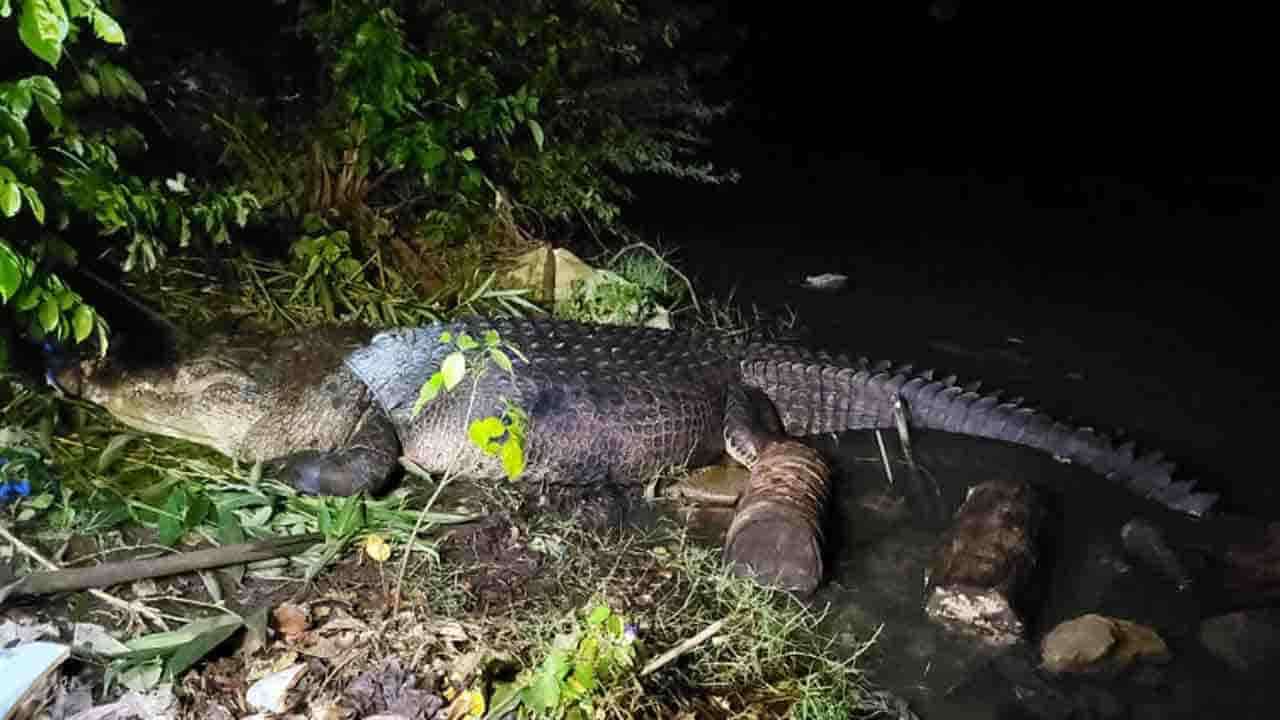 மட்டக்களப்பில் 16 அடி நீளமான முதலை!