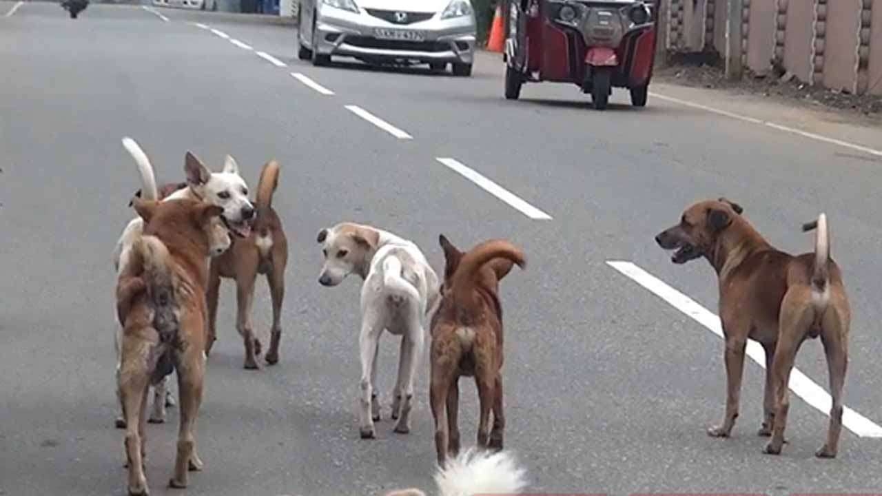 கடந்தாண்டு பதுளையில் நாய் கடிக்கு இலக்கான 6,700 பேர்