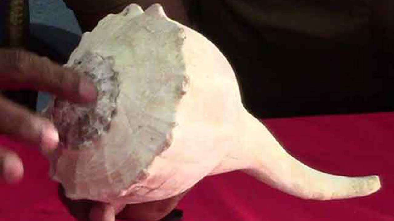 விகாரையின் கிணற்றில் கிடந்த வலம்புரி!