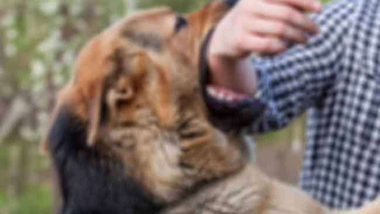  கடந்த வருடத்தில் 3 இலட்சம் நாய் கடி சம்பவங்கள் பதிவு!