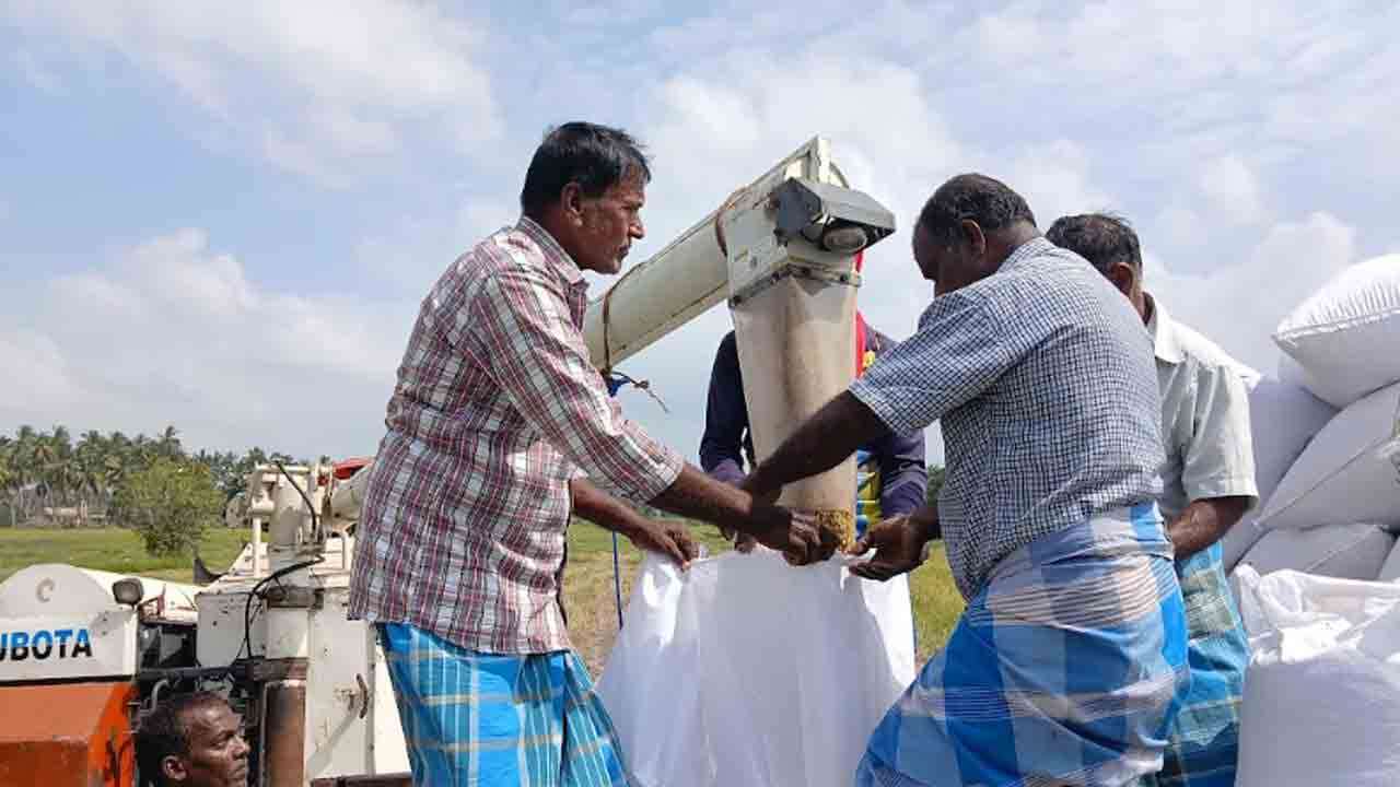 விளைச்சல் தொடர்பில் விவசாயிகள் கவலை