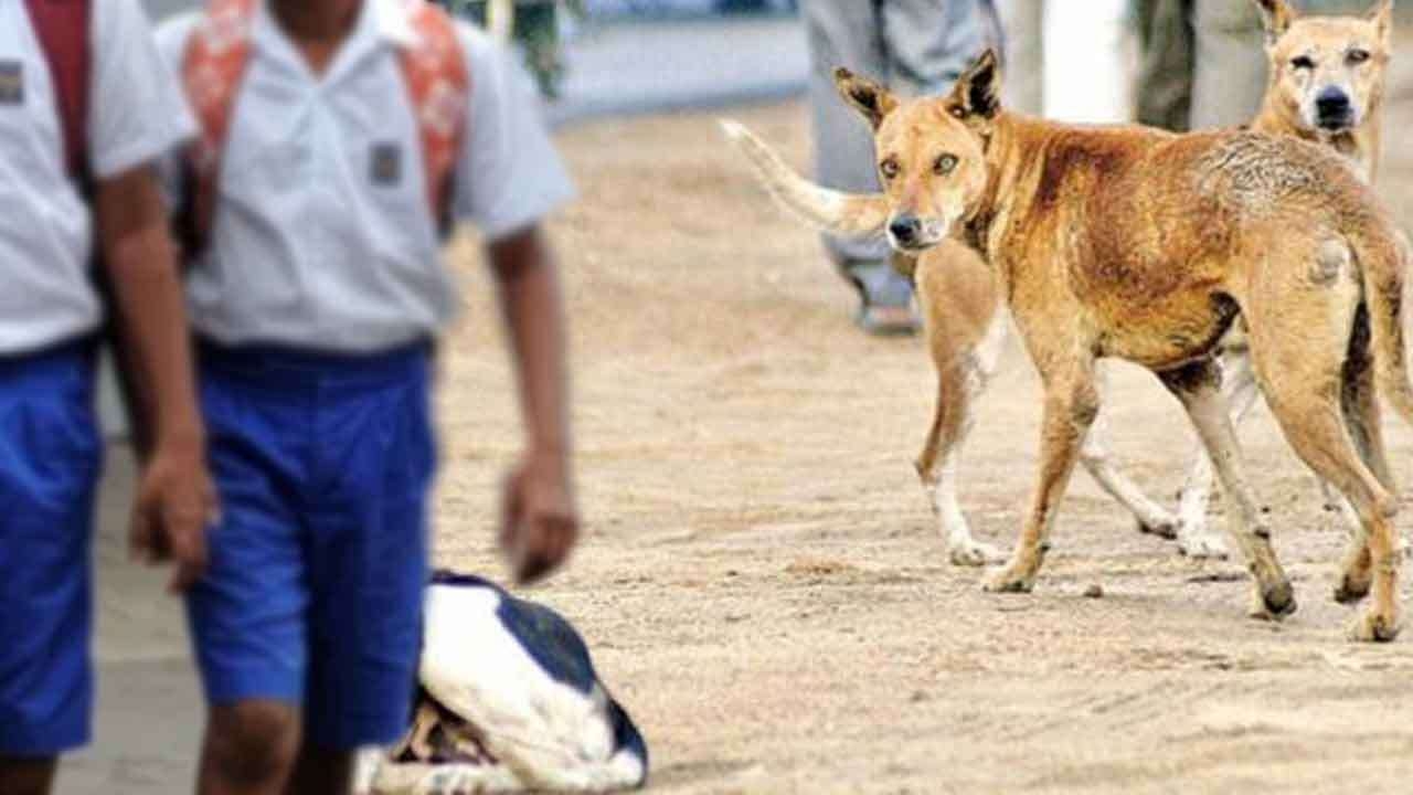 நாயால் பரிதாபமாக உயிரிழந்த 12 வயது மாணவன்