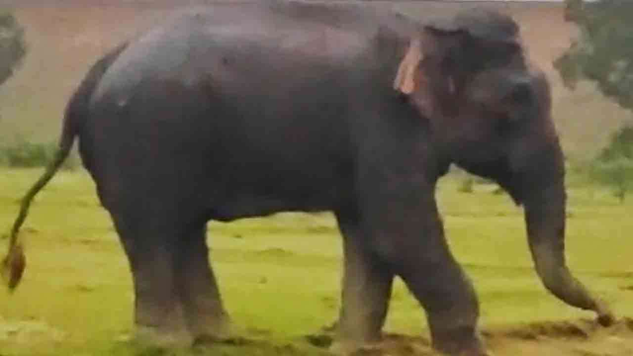 கால் வீங்கிய நிலையில் காட்டு யானை!