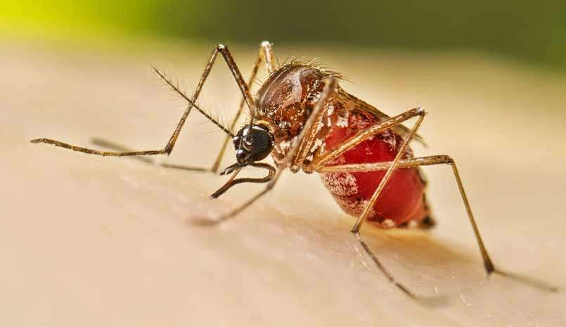 வவுனியாவில் 113 பேருக்கு டெங்கு நோய் தாக்கம் 
