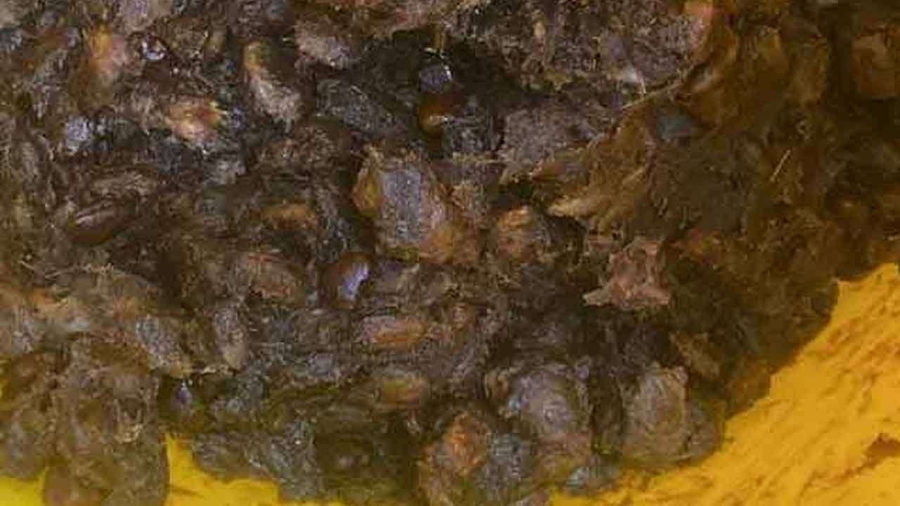 சந்தையில் புளி விலை சடுதியாக அதிகரிப்பு
