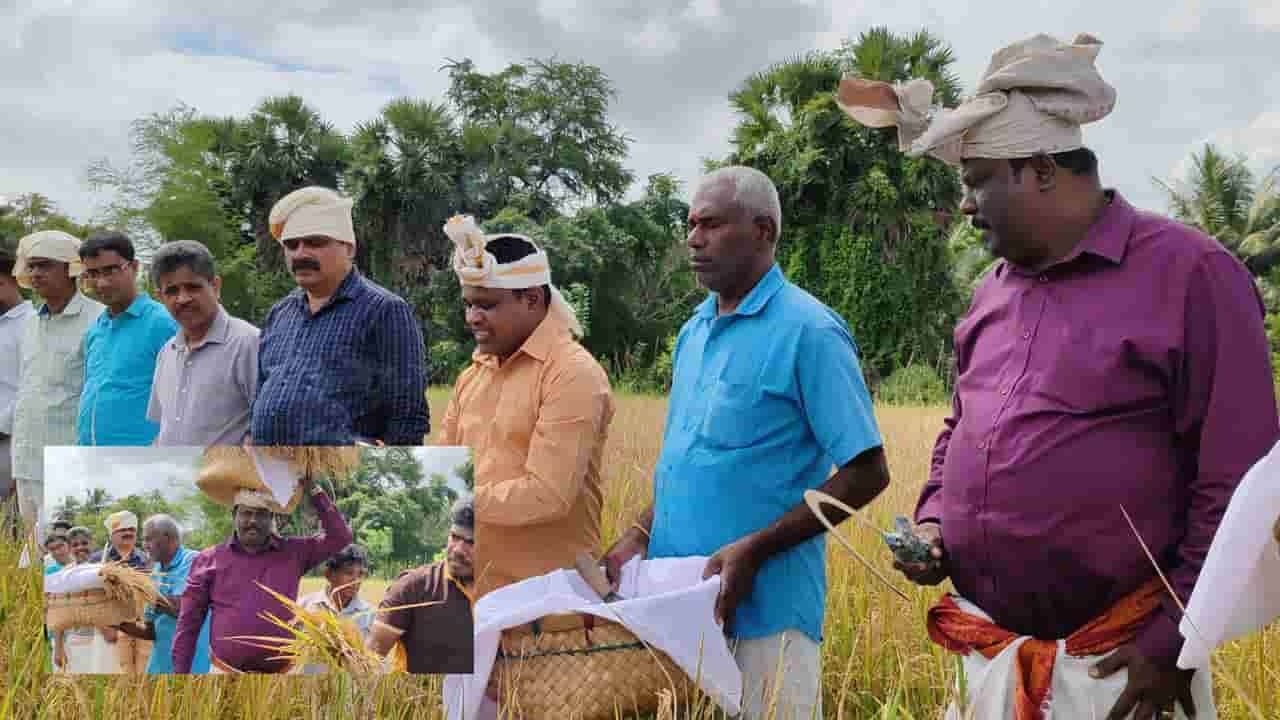 வவுனியாவில் இடம்பெற்ற நெல் அறுவடை நிகழ்வு
