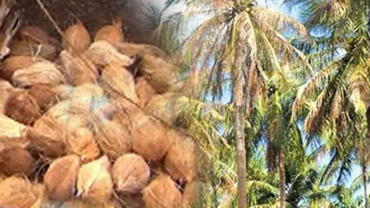தேங்காய் பிரச்சினைக்கு தீர்வு