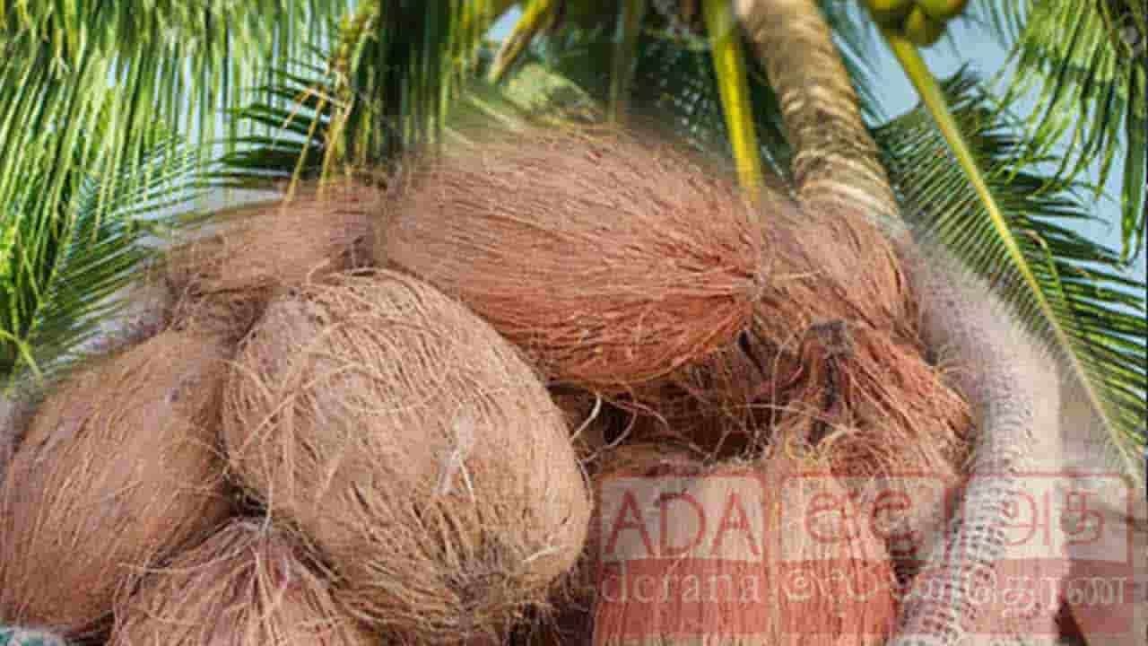 மோசமடையும் தேங்காய் தட்டுப்பாடு?