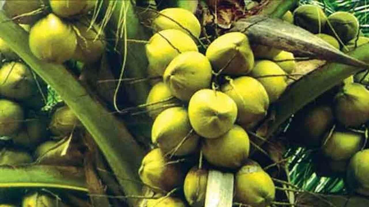 தேங்காய் தட்டுப்பாட்டிற்கான காரணம் வௌியானது