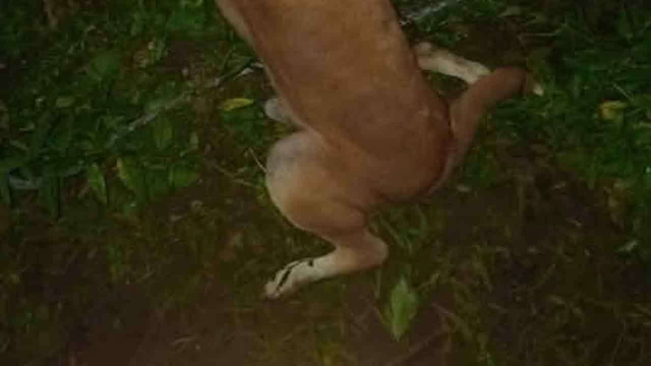 நாய் கொடூரமாக படுகொலை - பெண்ணொருவர் கைது