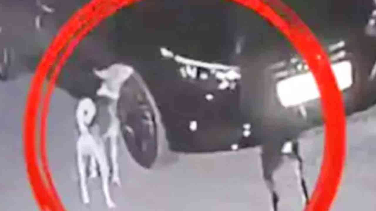 தன் மீது மோதிய காரை கண்டுபிடித்து பழிவாங்கிய நாய்