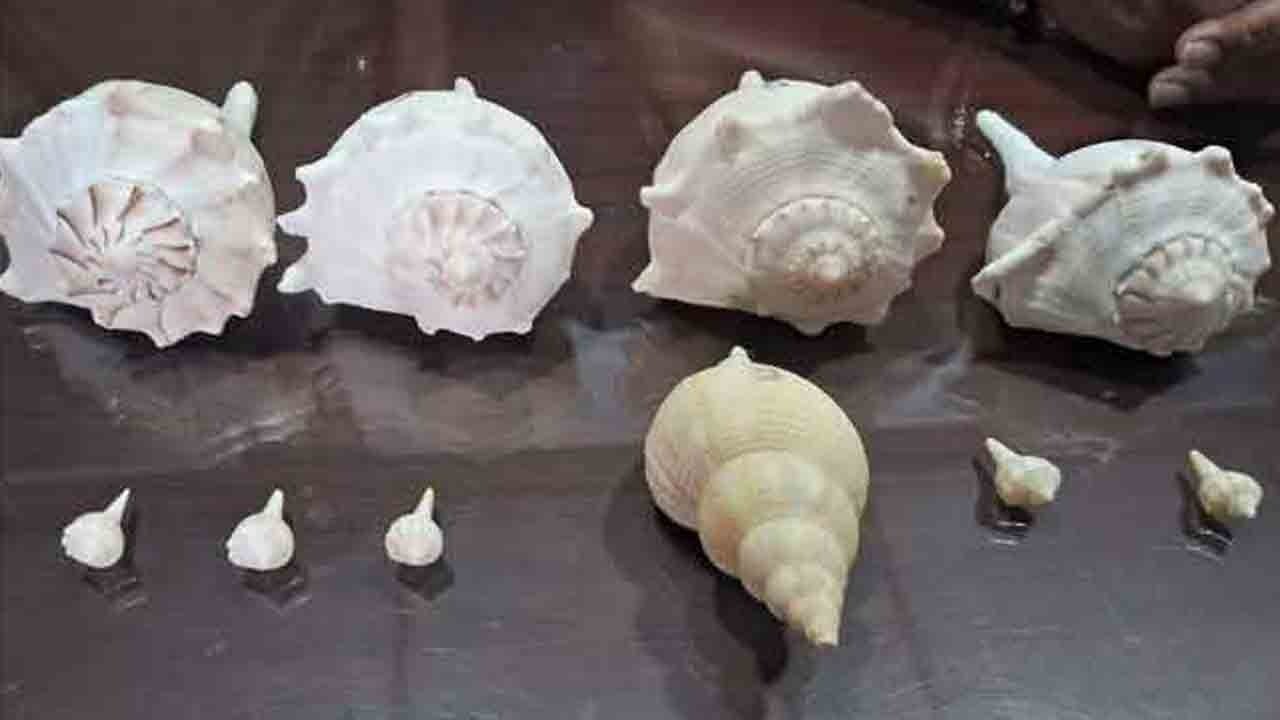  10 இலட்சம் பெறுமதியான வலம்புரி சங்குகள் சிக்கின