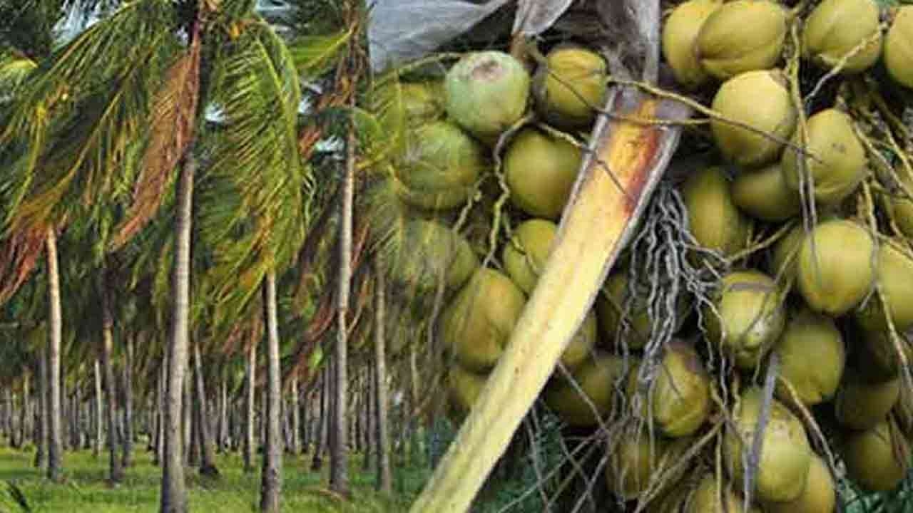 2.5 மில்லியன் தென்னை மரங்களை பயிரிட திட்டம்