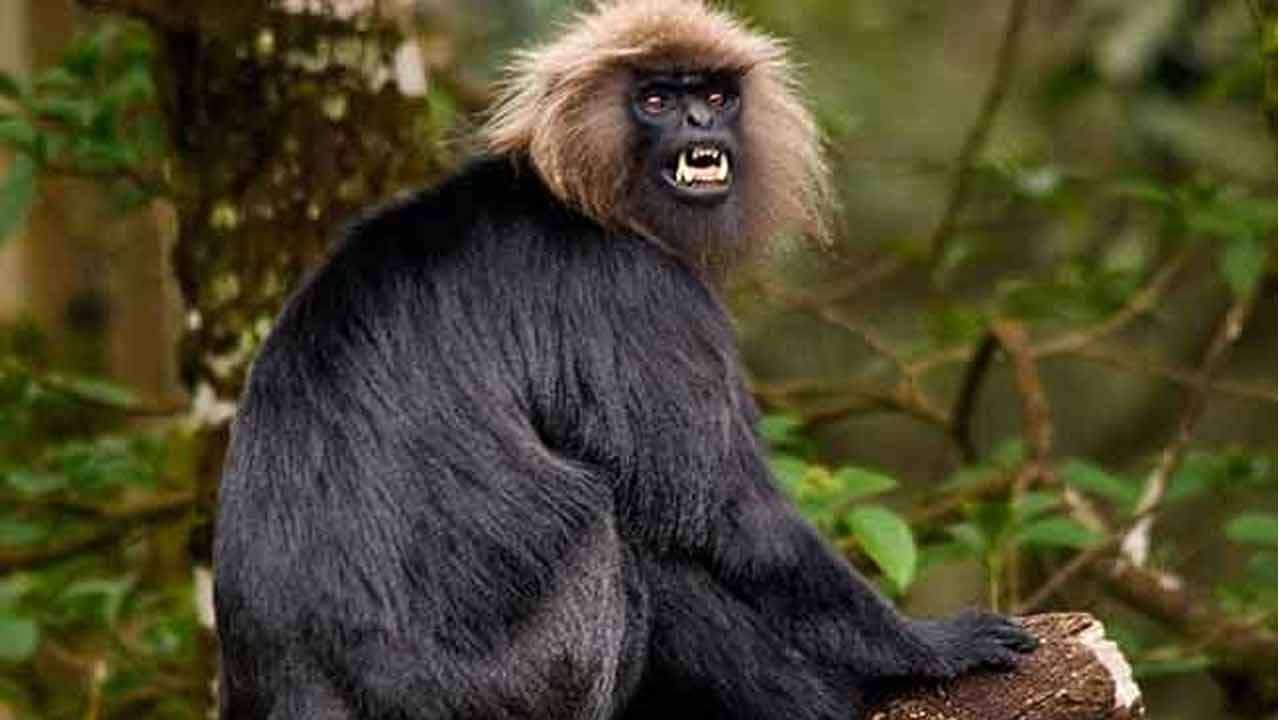 நாட்டில் ஏற்பட்ட மின்தடைக்கு காரணம் குரங்கு!